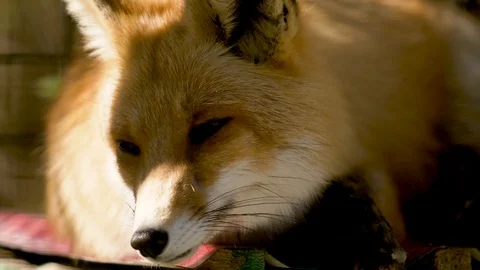 Fox face that lies in the shade Stock Footage 88828714