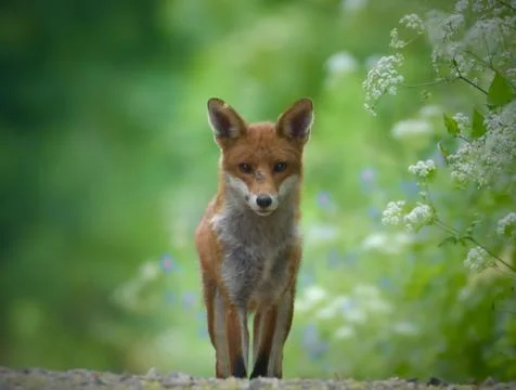Fox face-off Stock Photos