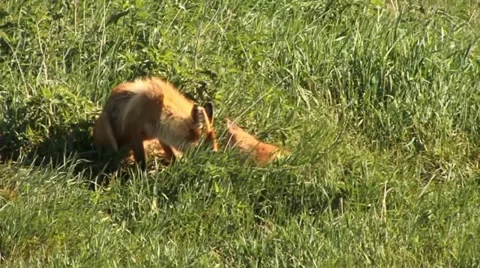 Fox family 2 Stock Footage 18184552