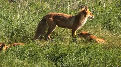 Fox family Video stock 18184867