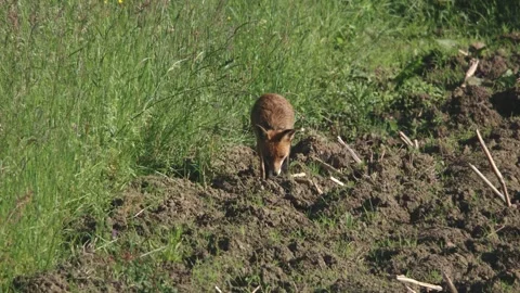 Fox on a field in summer Stock Footage 276457566