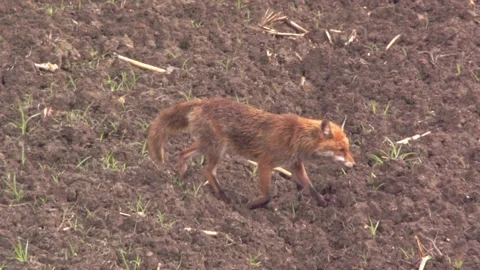 Fox on a field in summer (slow-motion) Stock Footage 276457642