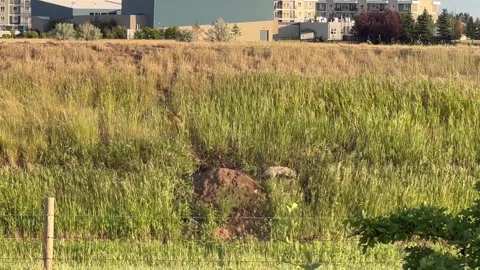 Fox Fights Badger Stock Footage 245235030