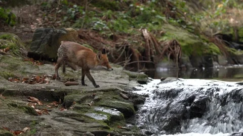Fox flight. Red Fox jumping , Vulpes vulpes, wildlife scene from Europe. Orange  Stock Footage 174655351