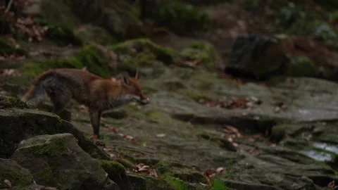 Fox flight. Red Fox jumping , Vulpes vulpes, wildlife scene from Europe. Orange  Stock Footage 174657454