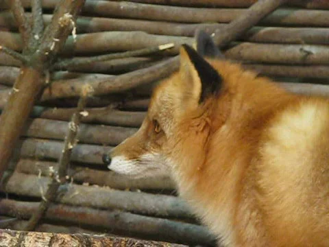 Fox Video stock 419848