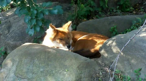 Fox Stock Footage 509118