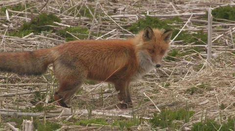 FOX Video stock 706872