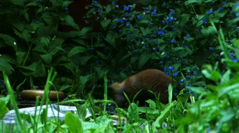 Fox Stock Footage 715493