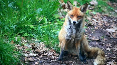 Fox Video stock 729128