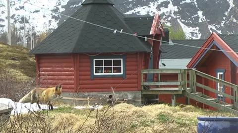 Fox Video stock 7733636