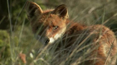 Fox Video stock 10803982