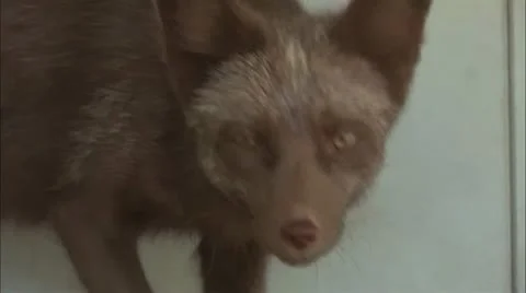 Fox Stock Footage 11078992