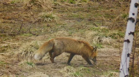 Fox Stock Footage 11131684