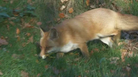Fox Stock Footage 12489992