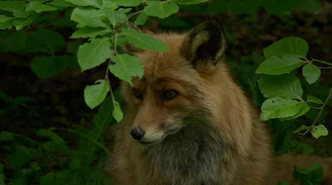 Fox Stock Footage 23911094