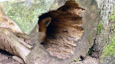 Fox Video stock 74121520