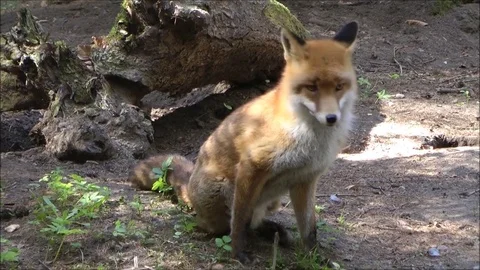 Fox Stock Footage 74128296