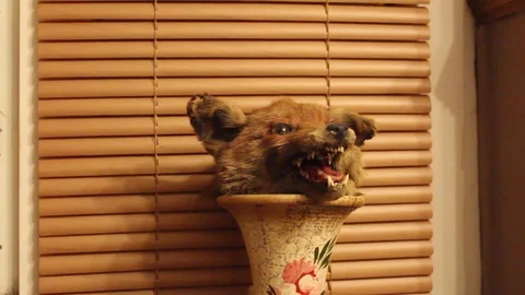 Fox 스톡 동영상 86650311