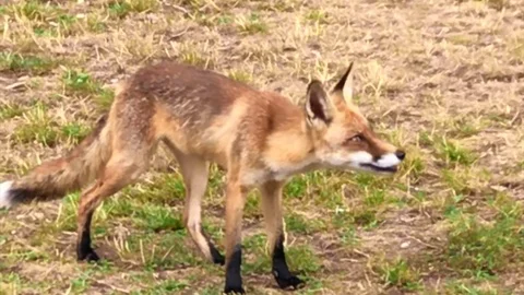 Fox Video stock 113613608