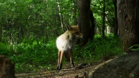A fox Vidéo 154985025