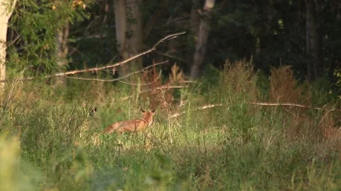 Fox Stock Footage 166550273