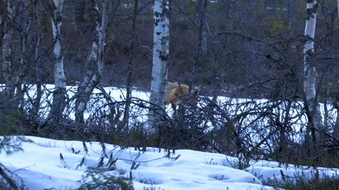 A fox Stock Footage 194030392