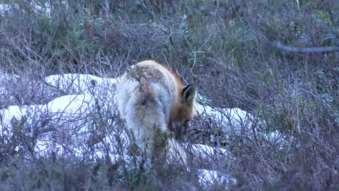 A fox 動画素材 194031133