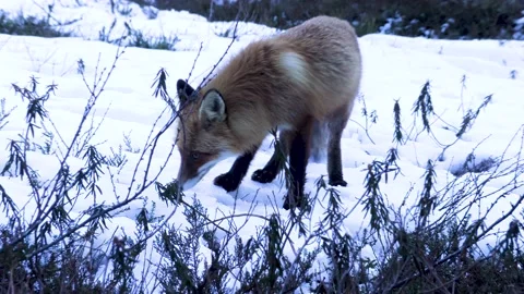 A fox 動画素材 194031256