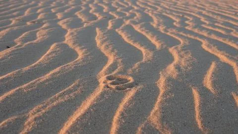 Fox footprint  Stock Photos