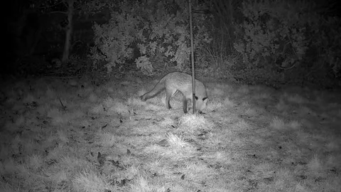 Fox foraging  for  food  in countryside Stock Footage 297675619