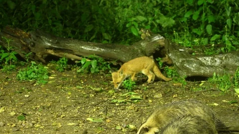 Fox foraging for food Stock Footage 110277917