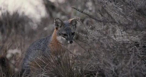 Fox in the forest Video stock 145277386