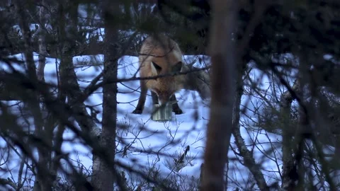 Fox in the forest Stock Footage 194031045