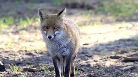 Fox in a forest in Italy Stock Footage 66428609
