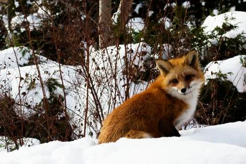 Fox in the Forest Stock Photos