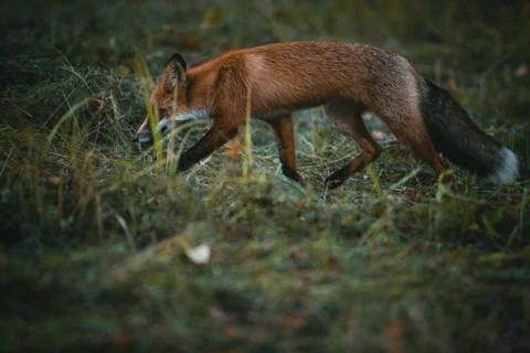 Fox in the forest Stock Photos