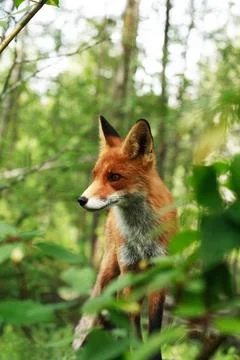 Fox In The Forest Stock Photos