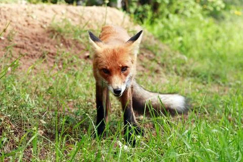 Fox In Forest Stock Photos
