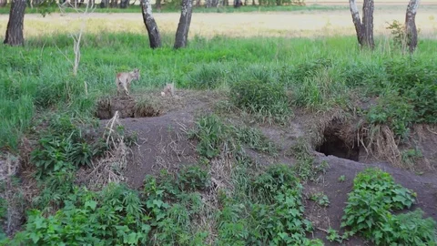 A Fox with a fox eat at hole Stock Footage 85319285