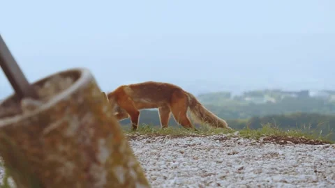 Fox, fox in nature, forests in the wild, fox close-up Stock Footage 288980624
