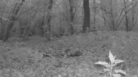 Fox in the frame, evening shooting, spring, forest, northern Ukraine. Stock Footage 334797481