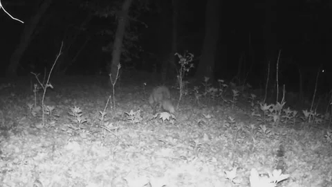 Fox in the frame, night shooting, spring, forest, northern Ukraine. Stock Footage 334797459