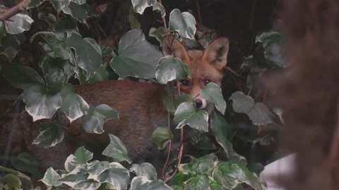 Fox In Garden Vídeos de archivo 146126299