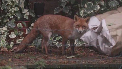 Fox In Garden Vídeos de archivo 146126300