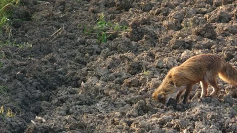 Fox gets a prey on a field in summer Stock Footage 276457579