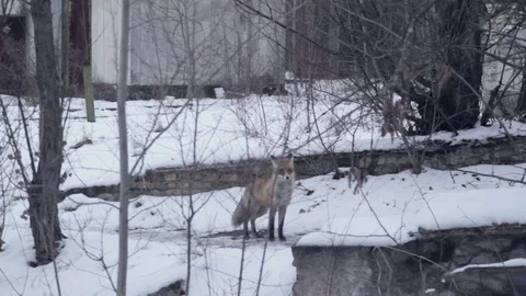 Fox in Ghost Town Pripyat at winter Stock Footage 70938459