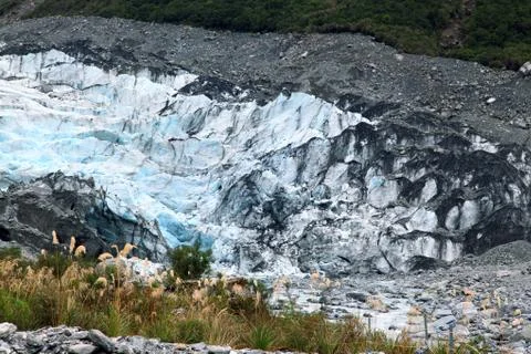 Fox glacier Foto stock