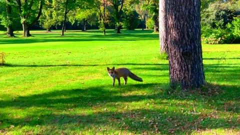 Fox on the Golf Course in a Sunny Day in Ascona Видео 163950786