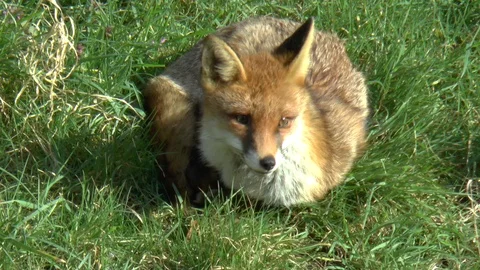 Fox in Grass Field Looking Around with Head Facing Camera Stock Footage 88931427